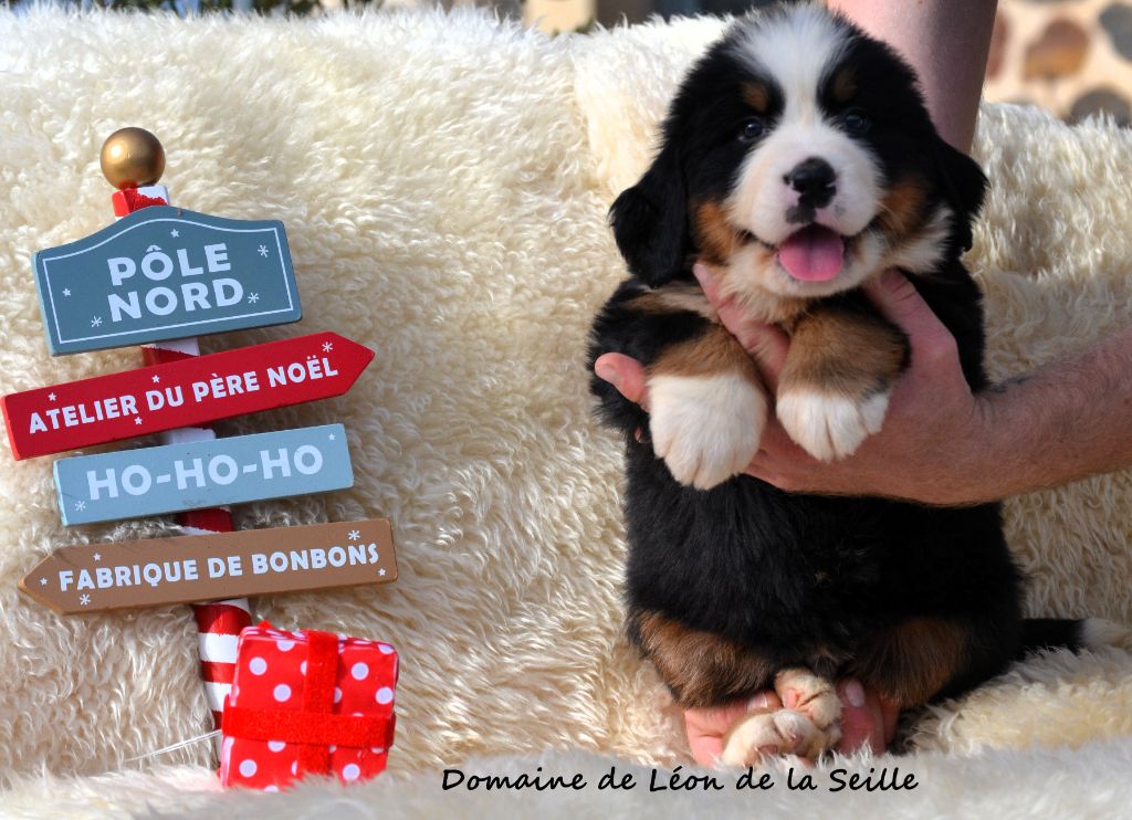 A ONIX DU DOMAINE DE LEON DE LA SEILLE