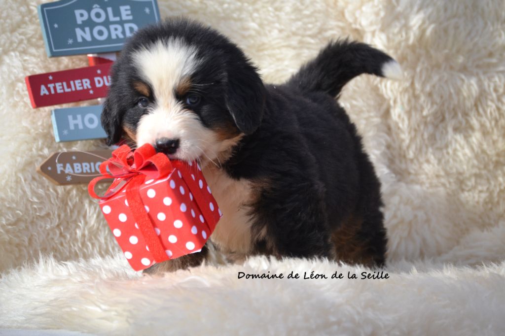 ANGUS DU DOMAINE DE LEON DE LA SEILLE