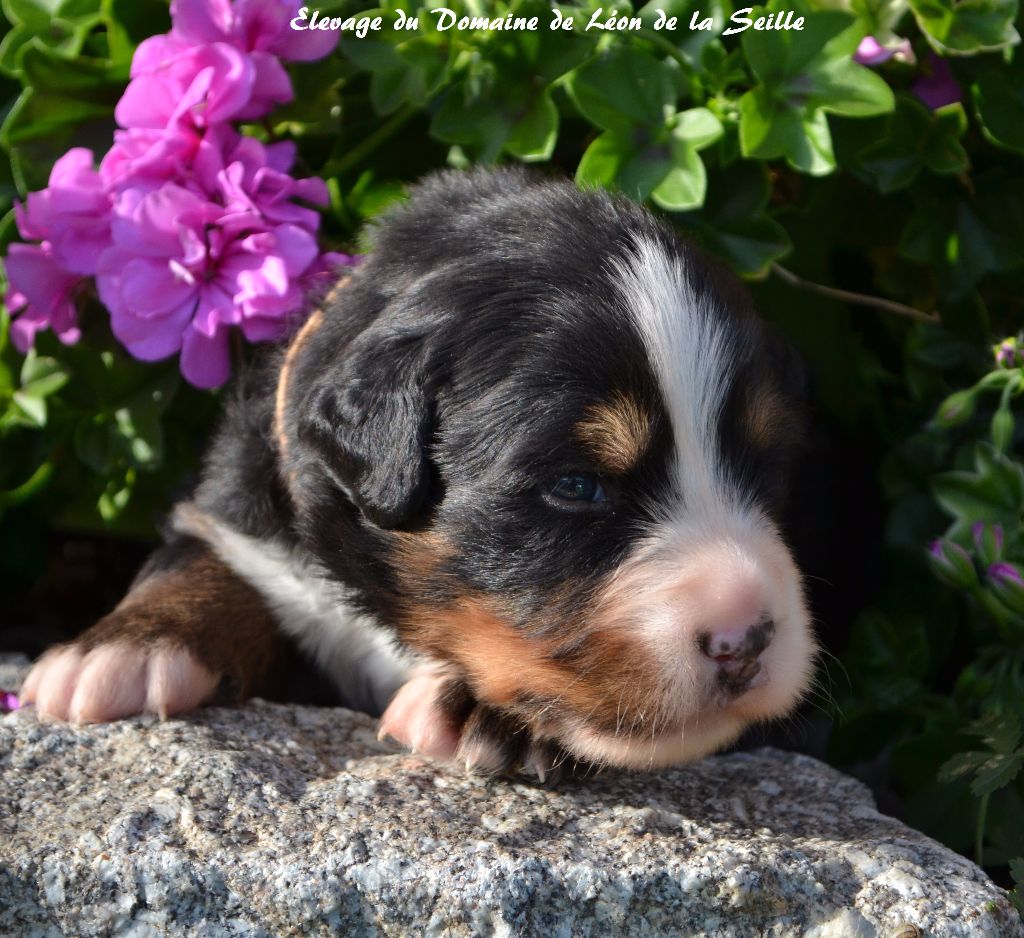 Nikita du Domaine de Léon de la seille