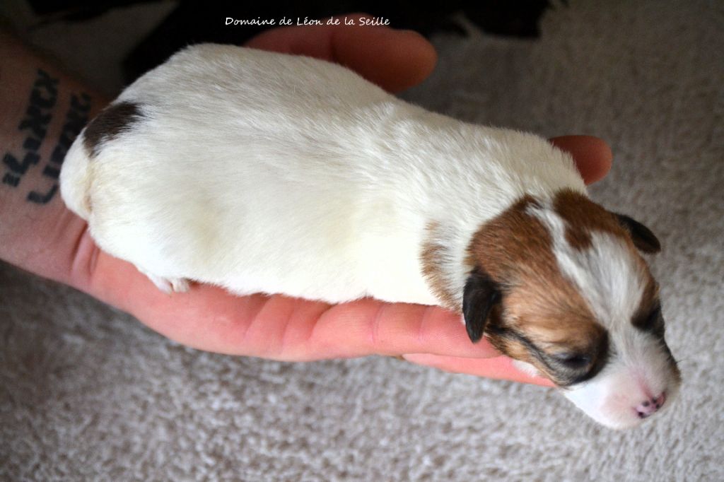 ALBI DU DOMAINE DE LEON