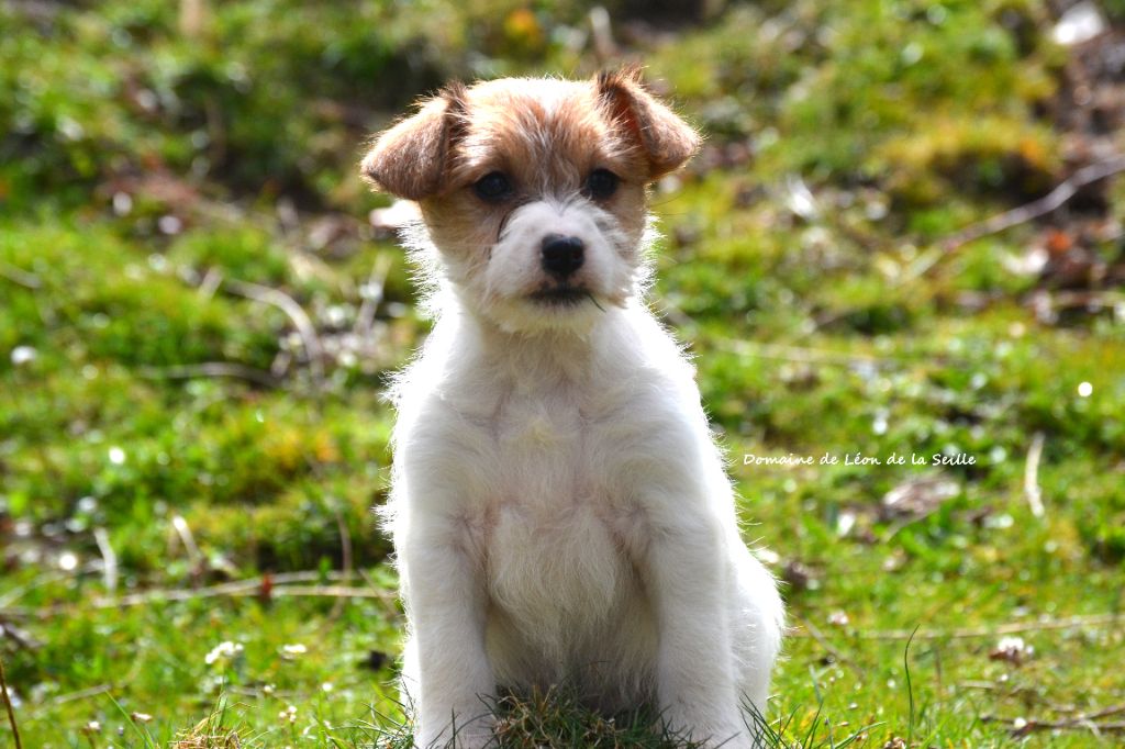 Angie DU DOMAINE DE LEON DE LA SEILLE