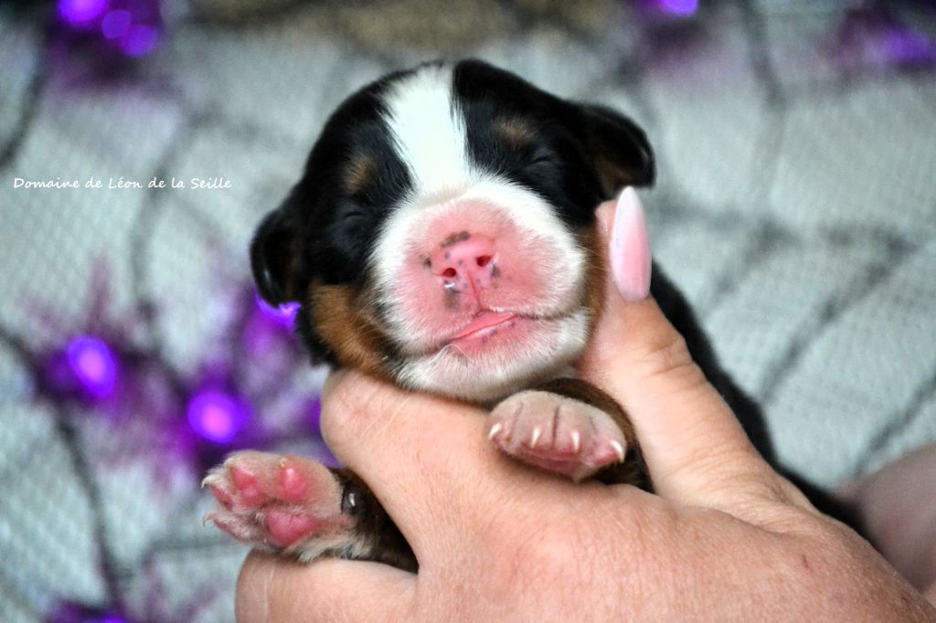 ALOHOMORA DU DOMAINE DE LEON DE LA SEILLE