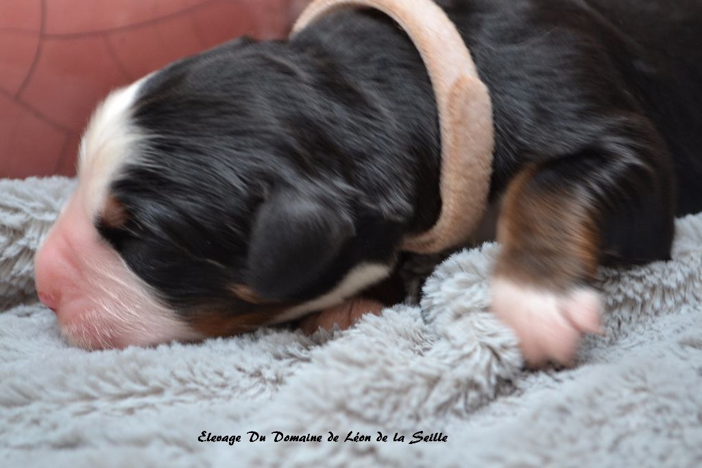 Nasca Du Domaine de Léon de la seille