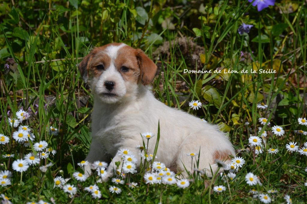 Absolutely love du Domaine de Léon de la seille