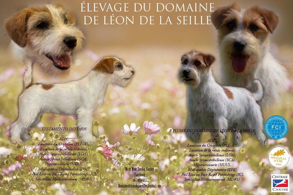 CHIOT 2 - Jack Russell Terrier