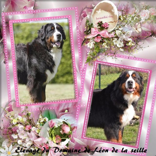 Nikita du Domaine de Léon de la seille