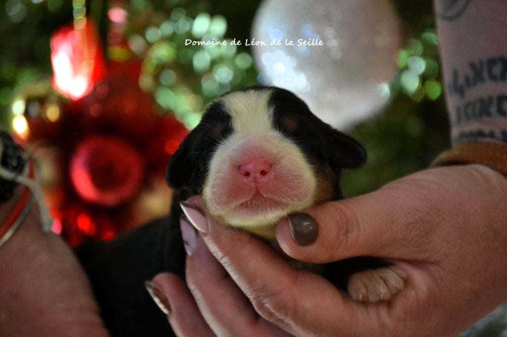 AVENANTE DU DOMAINE DE LEON DE LA SEILLE
