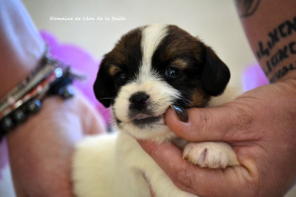 ALOHA DU DOMAINE DE LEON DE LA SEILEL