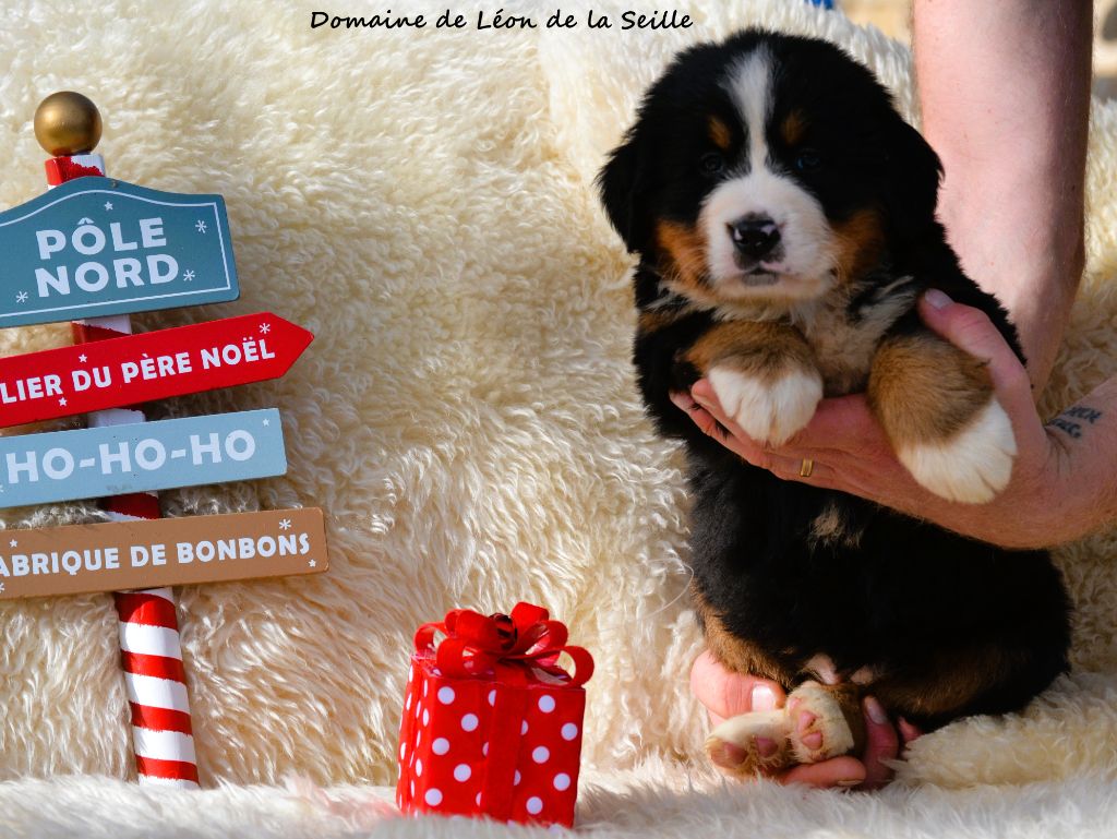 ALBA DU DOMAINE DE LEON DE LA SEILLE