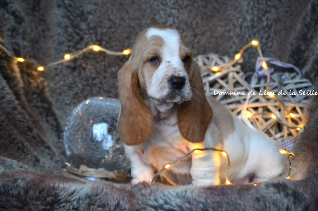 AVA DU DOMAINE DE LEON DE LA SEILLE