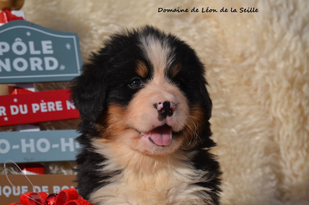 ARNAC DU DOMAINE DE LEON DE LA SEILLE