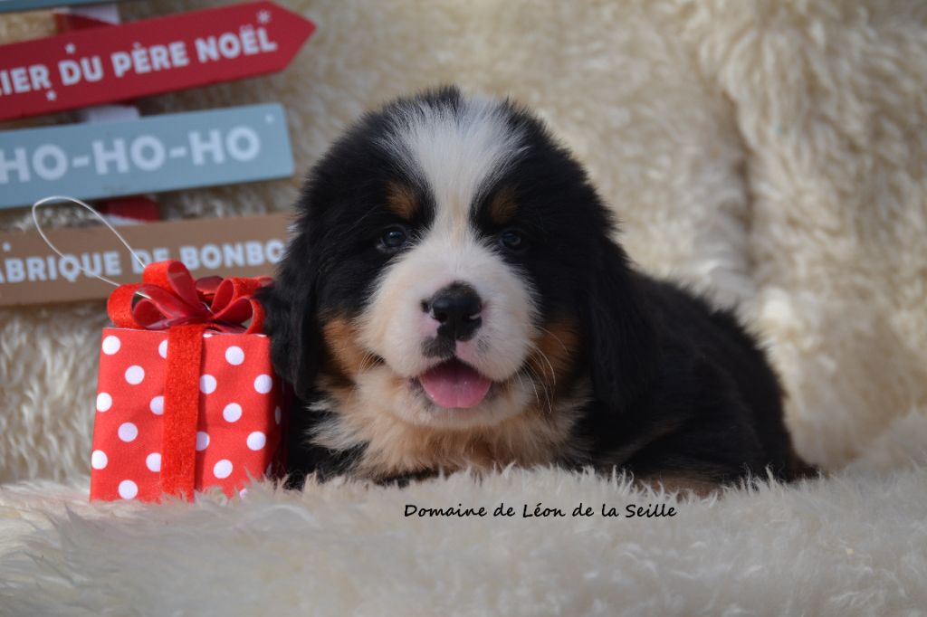 A ONIX DU DOMAINE DE LEON DE LA SEILLE