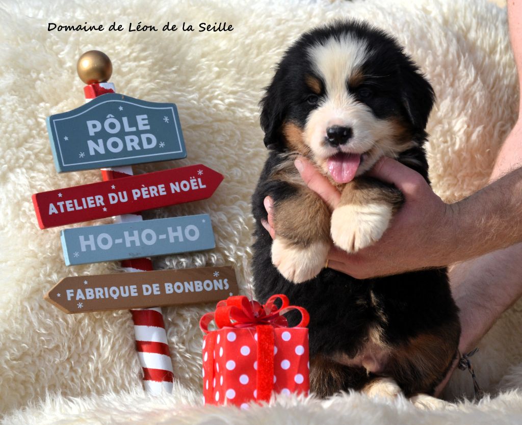 ANGUS DU DOMAINE DE LEON DE LA SEILLE