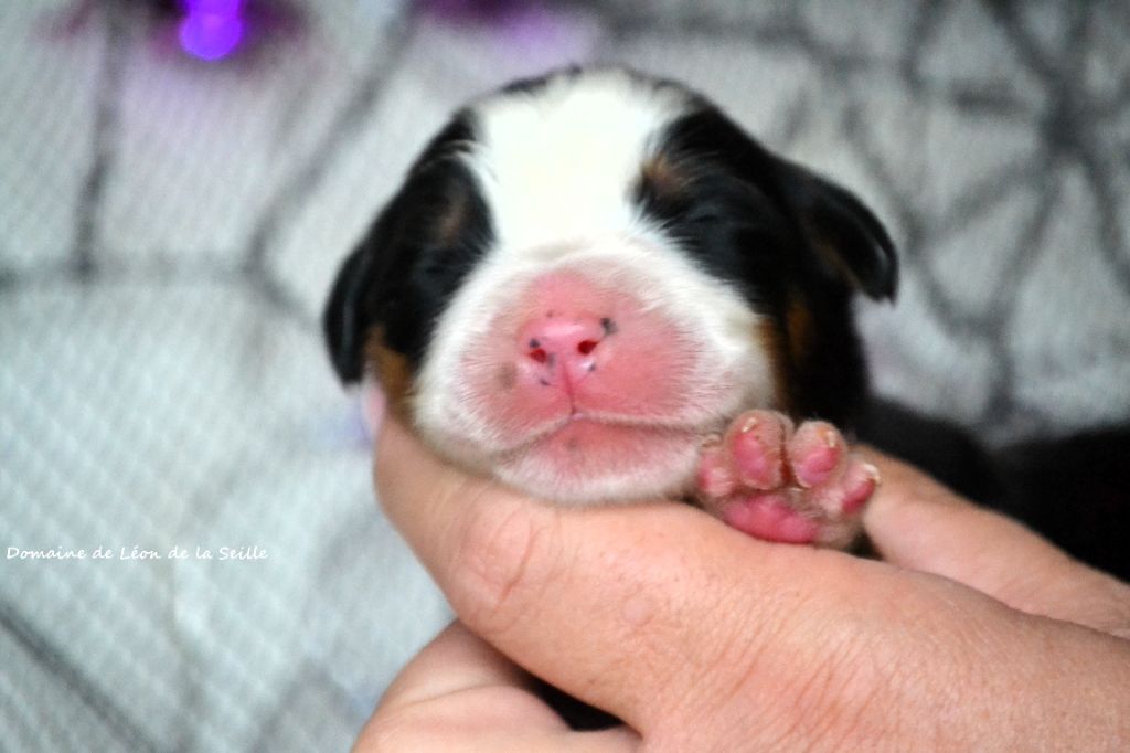 AMANDRAKE DU DOMAINE DE LEON DE LA SEILLE