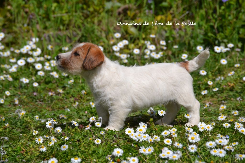 ALBI DU DOMAINE DE LEON