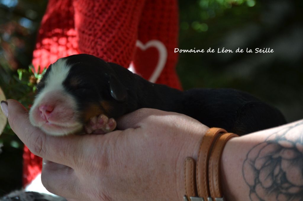 ATTEINDRE LA CIBLE DU DOMAINE DE LEON DE LA SEILLE