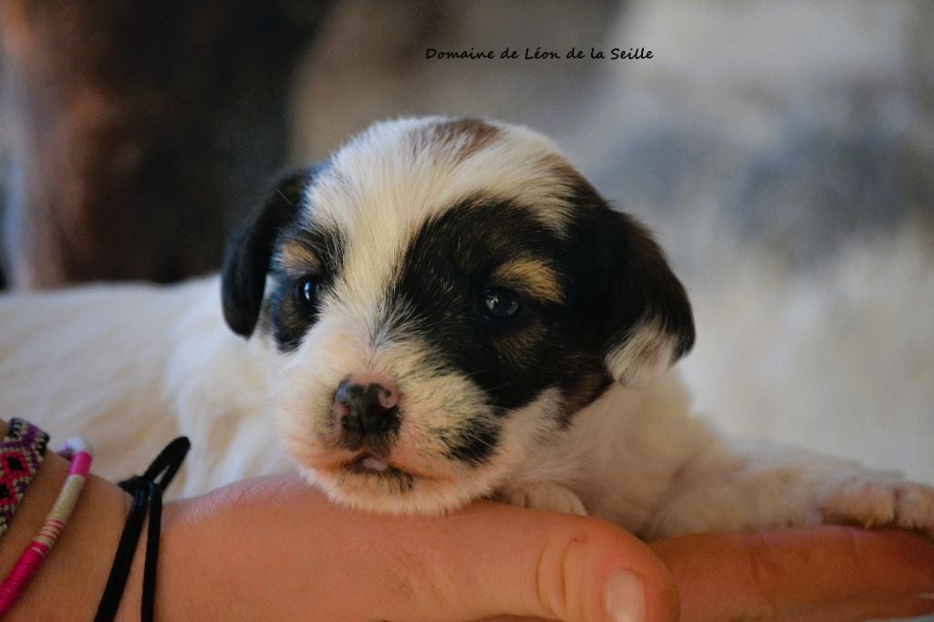 Jack Russell Terrier - du Domaine De Léon De La Seille
