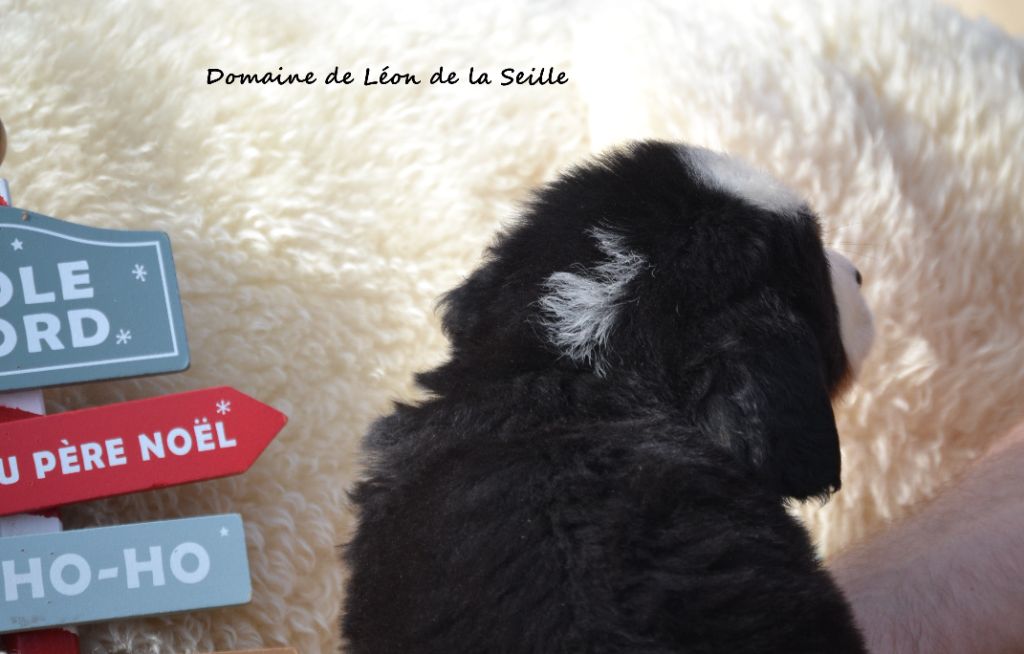 ABRAM DU DOMAINE DE LEON DE LA SEILLE