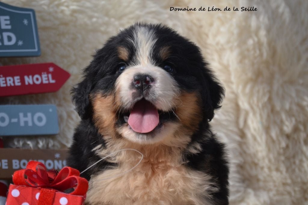 Aiko DU DOMAINE DE LEON DE LA SEILLE