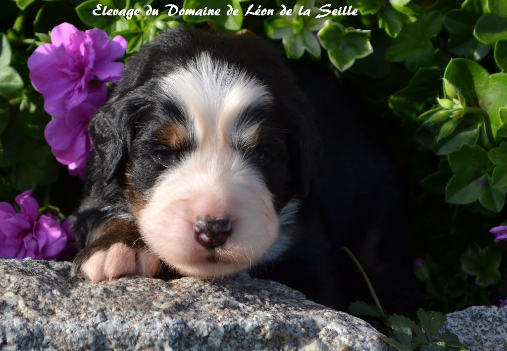 News Du Domaine de Léon de la seille