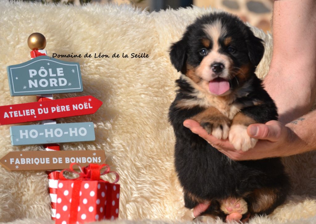 AUGUSTINE DU DOMAINE DE LEON DE LA SEILLE