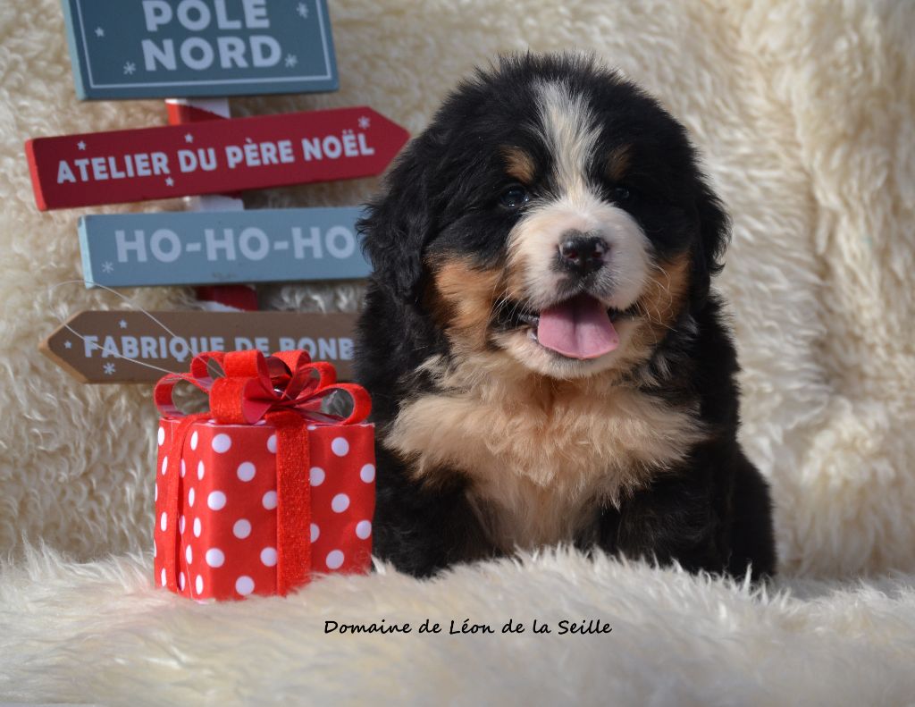 Aiko DU DOMAINE DE LEON DE LA SEILLE