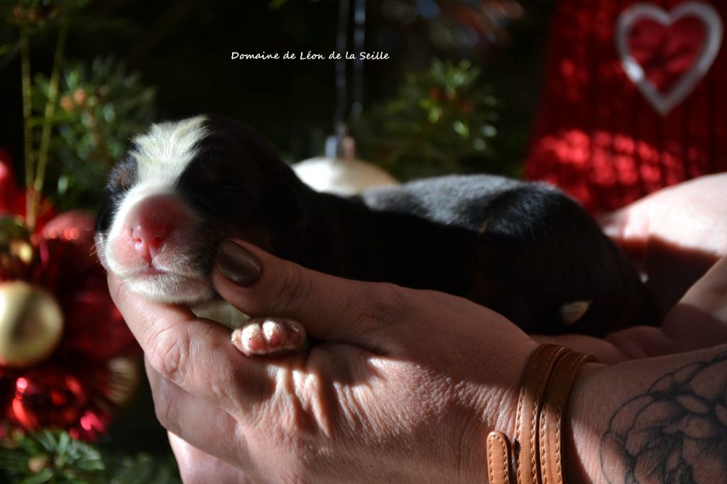A COUP SUR DU DOMAINE DE LEON DE LA SEILLE