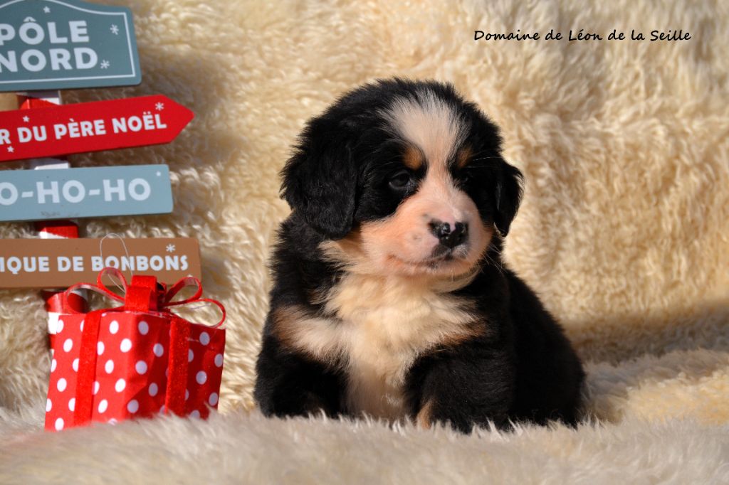 ARCANUM DU DOMAINE DE LEON DE LA SEILLE