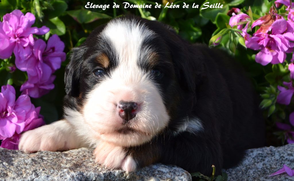 Naya du Domaine de Léon de la seille