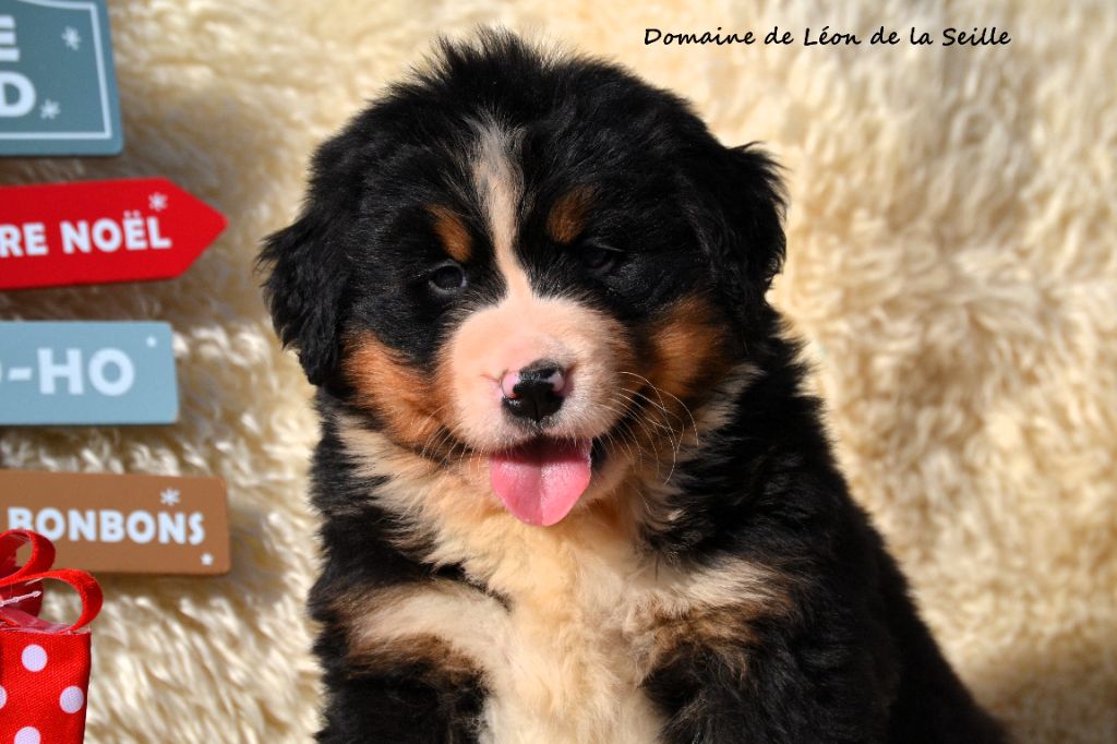 AVENTUS DU DOMAINE DE LEON DE LA SEILLE