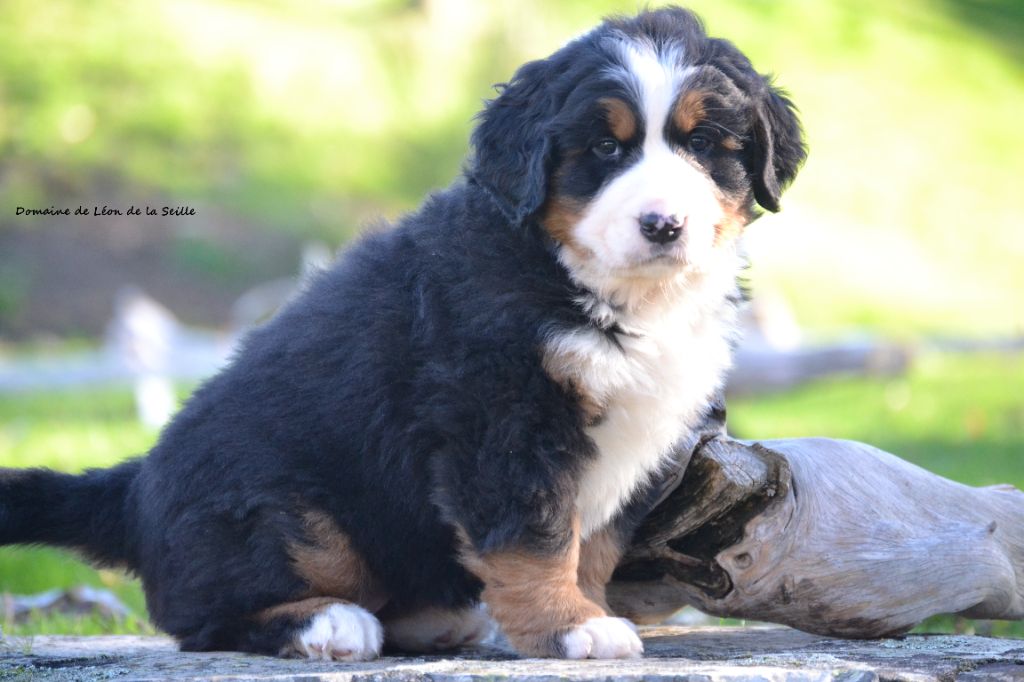 Bouvier Bernois - du Domaine De Léon De La Seille