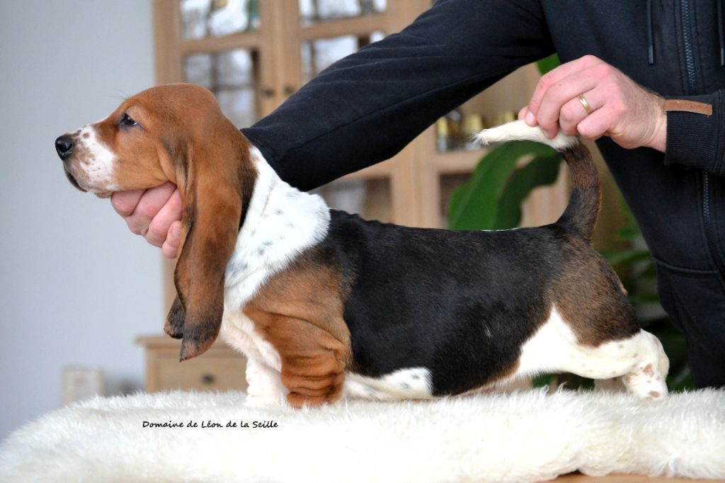 Basset Hound - du Domaine De Léon De La Seille