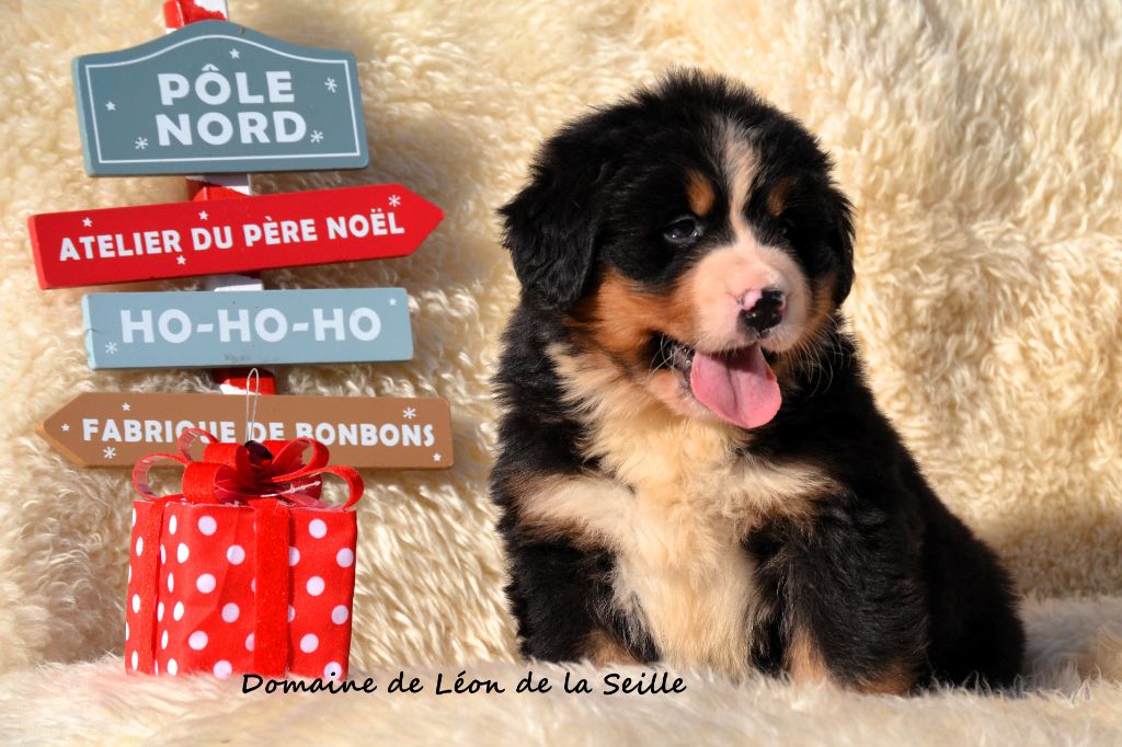 AVENTUS DU DOMAINE DE LEON DE LA SEILLE