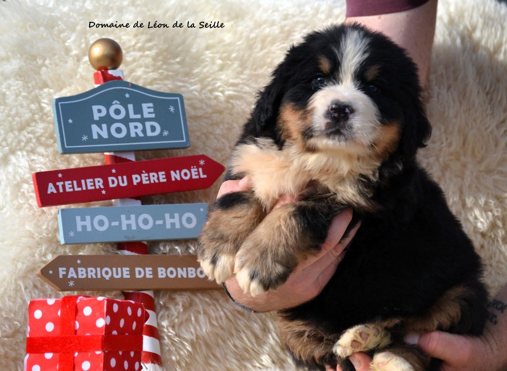 Aiko DU DOMAINE DE LEON DE LA SEILLE