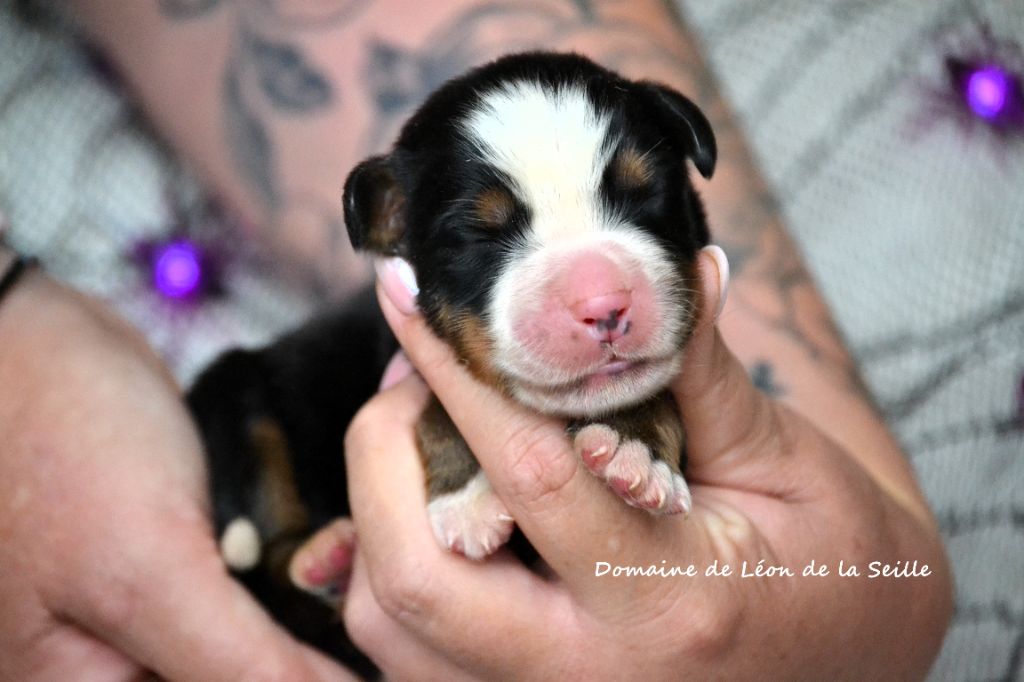 ABRARACOURCIX DU DOMAINE DE LEON DE LA SEILLE