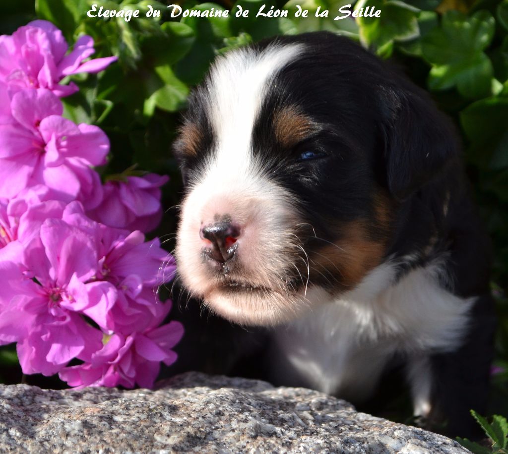 Nouky du Domaine de Léon de la seille