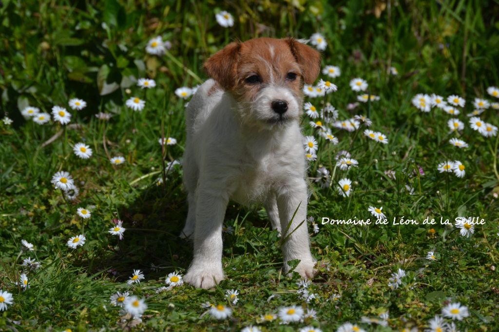 Angie DU DOMAINE DE LEON DE LA SEILLE