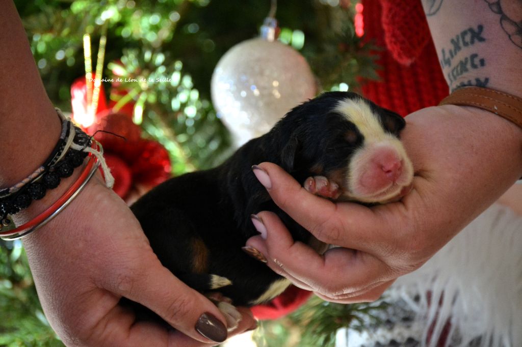 AVENANTE DU DOMAINE DE LEON DE LA SEILLE