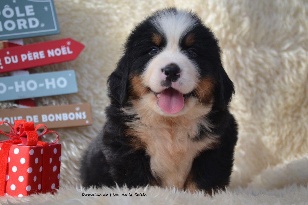 A ONIX DU DOMAINE DE LEON DE LA SEILLE