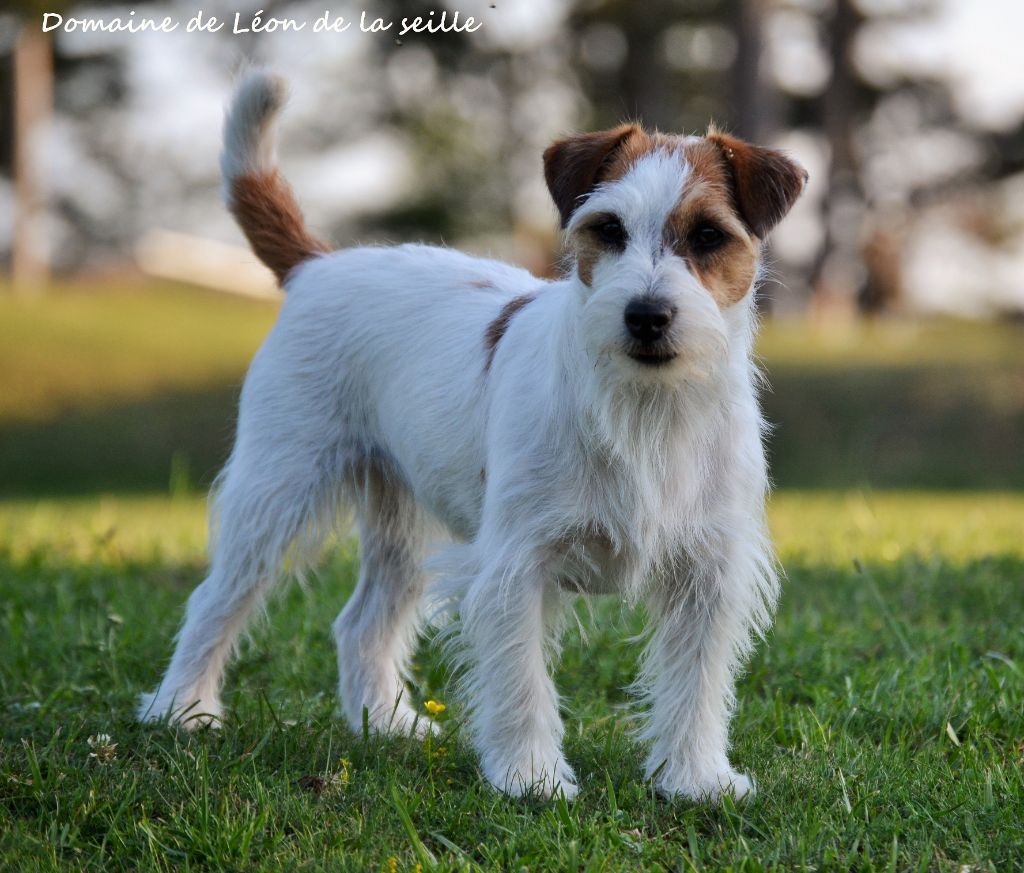 Accueil Eleveur De Chiens Jack Russell Terrier Basset Hound Bouvier Bernois Domaine De Leon De La Seille