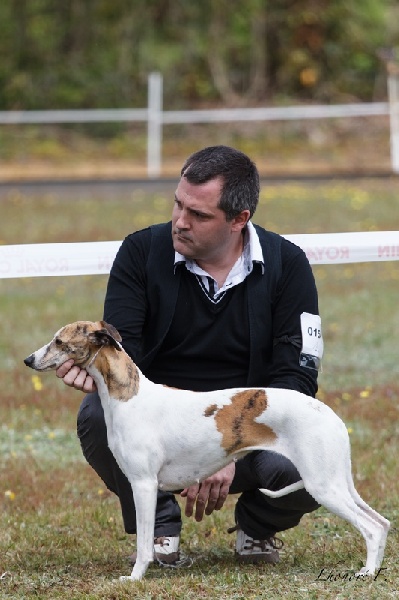 collooney Funky monkey - Exc