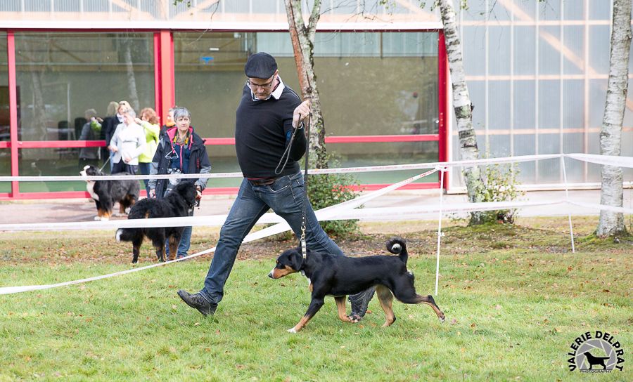 CH. Lothlorien du Drakkar d'Odin - 1ère Excellent en classe Championne