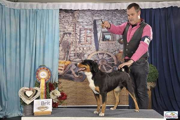 CH. Lothlorien du Drakkar d'Odin - 19ème Ambiorixtrofee Genk CAC CACIB Meilleur de race BOB et Ambiorix Winner 2017