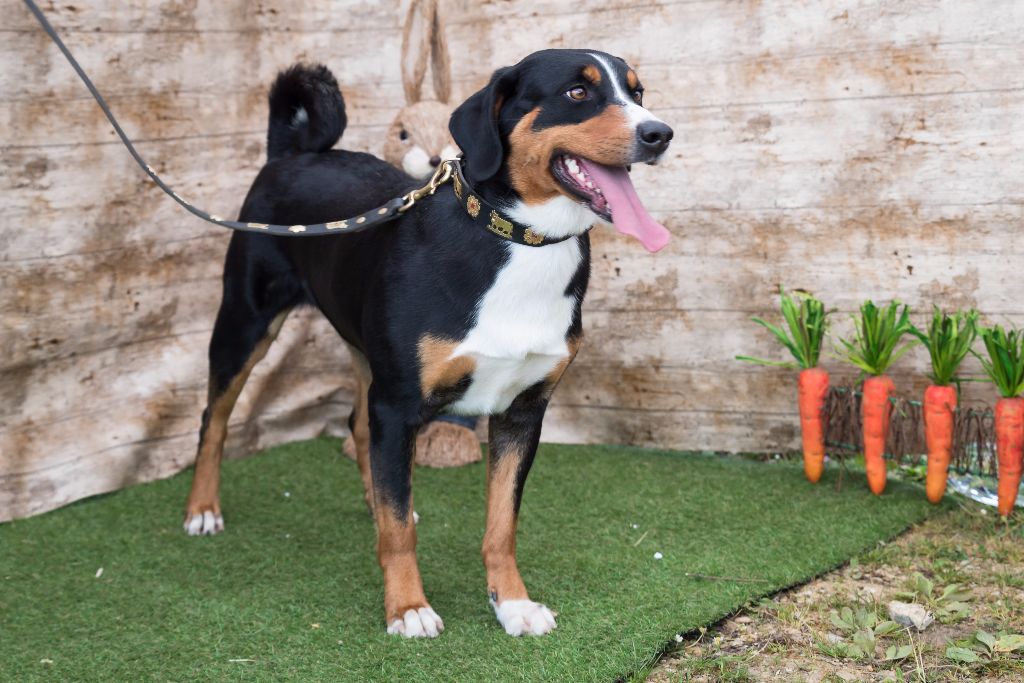 CH. Lothlorien du Drakkar d'Odin - Expo spéciale de race d'Aigrefeuille d'Aunis 1er Excellent - CAC - BOS