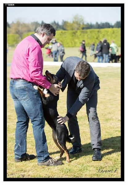 CH. Lothlorien du Drakkar d'Odin - 1er Excellent - Meilleure jeune femelle