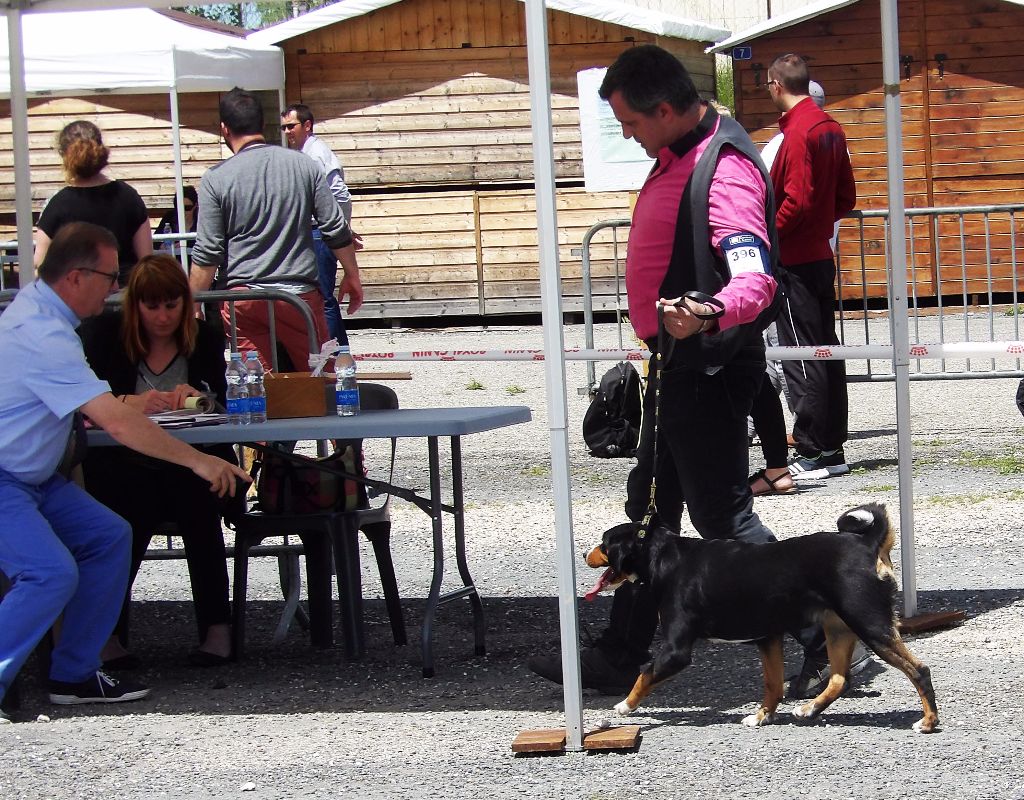 CH. Lothlorien du Drakkar d'Odin - Expo de Villeneuve sur Lot 1ère Excellente CACS et BOS meilleur Femelle
