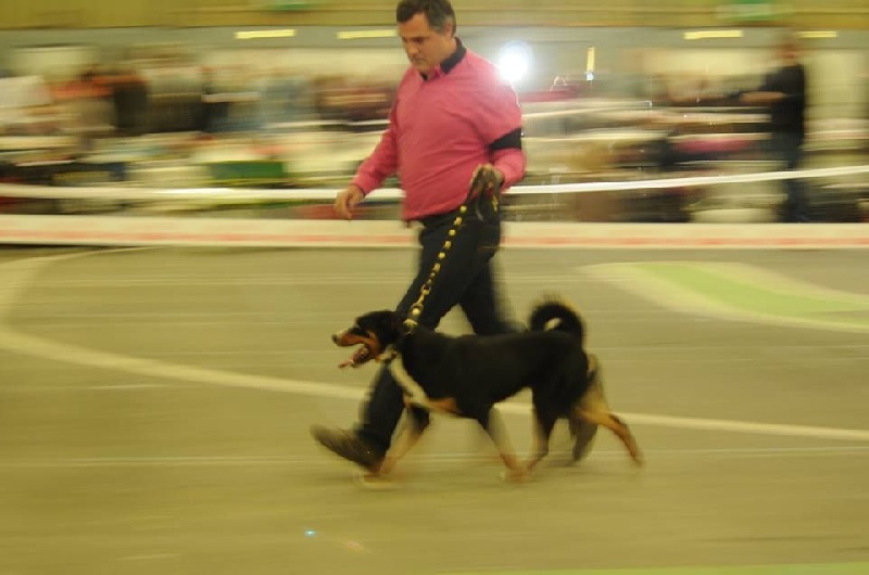 CH. Loki du Drakkar d'Odin - 1er Excellent - Meilleur jeune