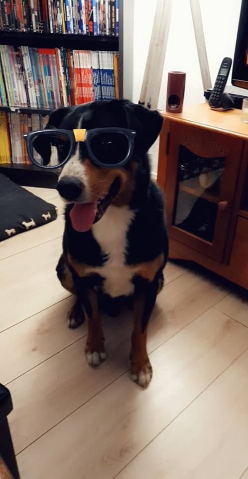 CH. Loki du Drakkar d'Odin - 1er Excellent en classe Champion et BOB Meilleur de race