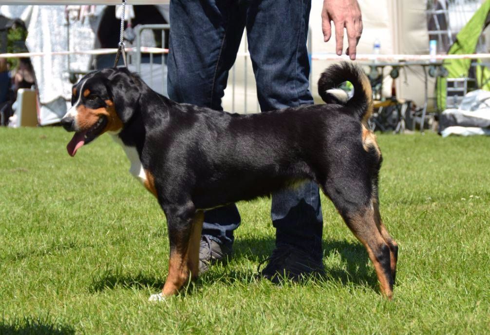CH. Lothlorien du Drakkar d'Odin - Expo d'Evreux 1ère Excellent CACS et BOB Meilleur de race