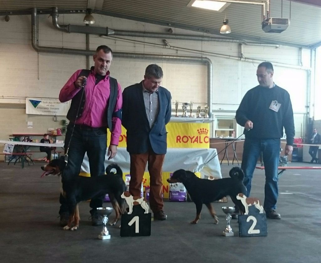 CH. Lothlorien du Drakkar d'Odin - NATIONALE D'ELEVAGE LUXEMBOURGEOISE 1er Excellent - CACL